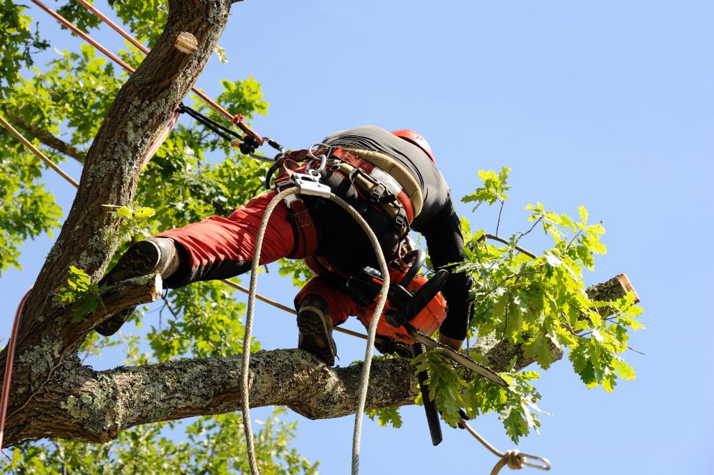 arboriculteur 1